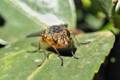 Calliphora augur