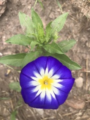Convolvulus tricolor