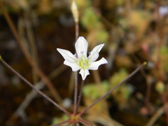 Triteleia lilacina