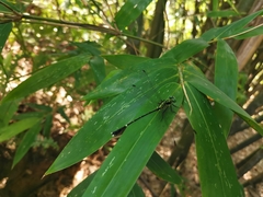 Leptogomphus sauteri formosanus