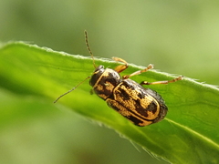 Pachybrachis hieroglyphicus