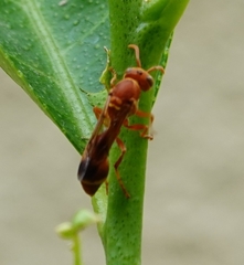 Ropalidia marginata marginata