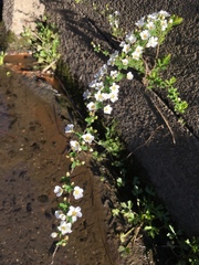 Spiraea thunbergii