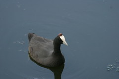 Fulica cristata