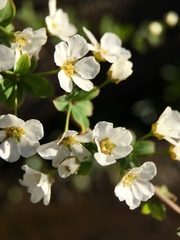 Spiraea thunbergii