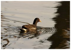 Gallinula chloropus meridionalis