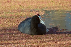 Fulica cristata