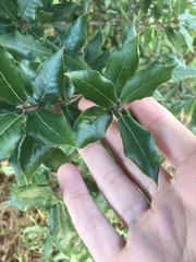 Quercus