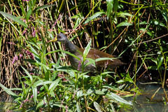 Paragallinula angulata