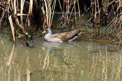 Paragallinula angulata