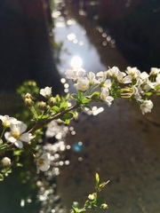 Spiraea thunbergii