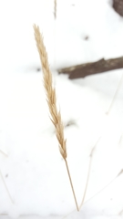 Leymus innovatus