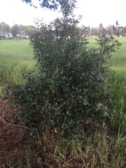 Quercus