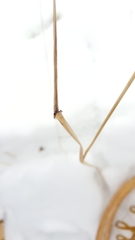 Leymus innovatus