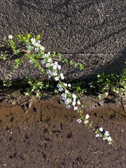 Spiraea thunbergii