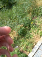 Matricaria discoidea