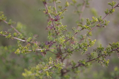 Dodonaea boroniifolia