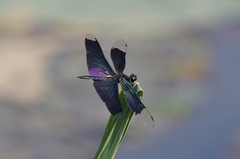 Rhyothemis fuliginosa