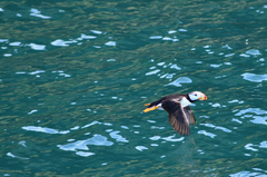 Fratercula corniculata