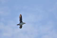 Fratercula corniculata