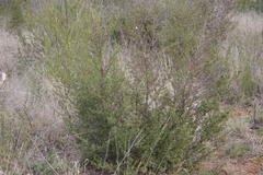 Dodonaea boroniifolia