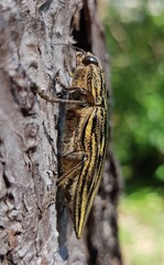 Chalcophora japonica