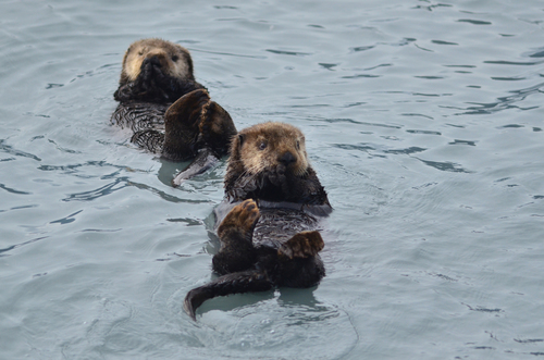 Sea Otter