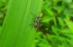 Diptera
