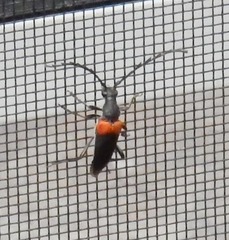 Stictoleptura canadensis