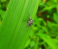 Diptera