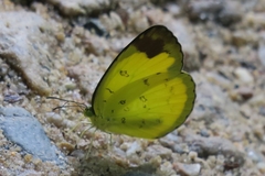 Eurema simulatrix