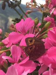 Lasiommata petropolitana