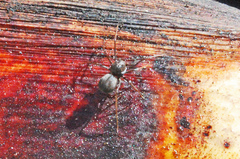 Scytodes elizabethae