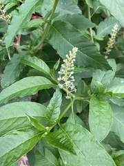 Phytolacca americana