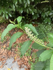 Phytolacca americana