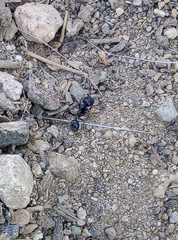 Messor barbarus