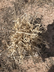 Panicum hallii hallii