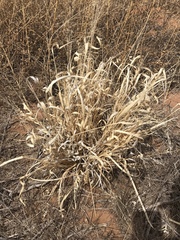 Panicum hallii hallii