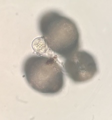 Chytridiomycota