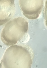 Chytridiomycota