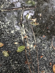 Chytridiomycota