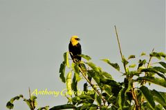 Chrysomus icterocephalus