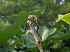 Sympetrum striolatum