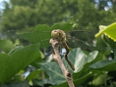 Sympetrum striolatum