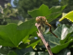 Sympetrum striolatum