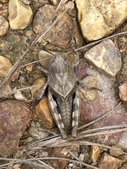Hippiscus ocelote