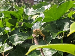 Sympetrum striolatum