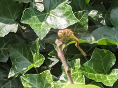 Sympetrum striolatum