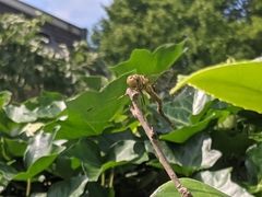 Sympetrum striolatum