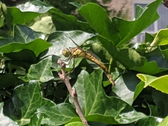 Sympetrum striolatum